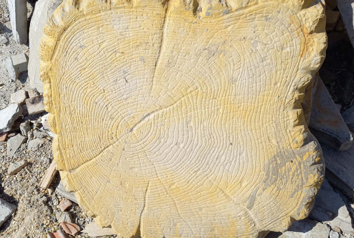 tipego_fatorzs_kicsi_267075